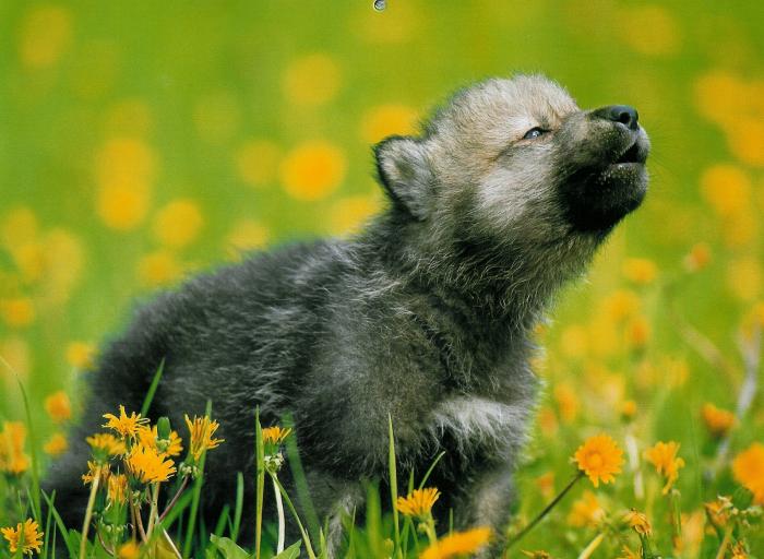 pup wolf